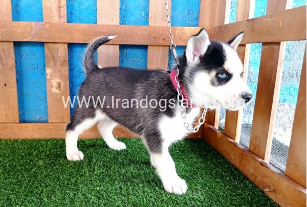 --husky-124_6