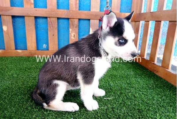 --husky-124_7