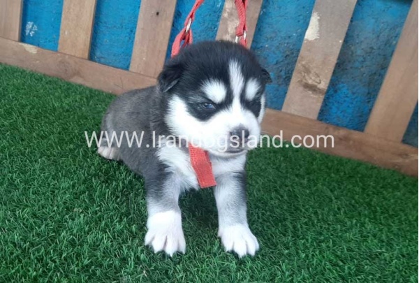 --husky-126_1