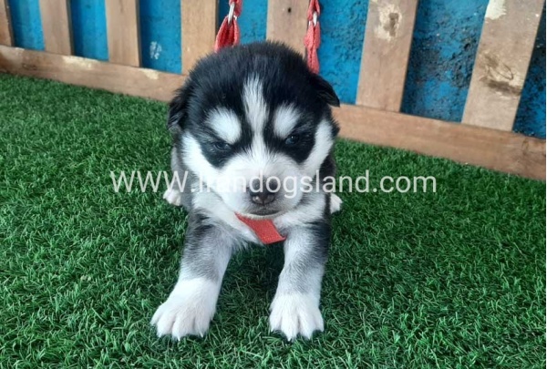 --husky-126_2