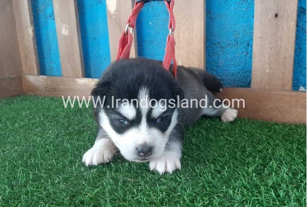 --husky-126_6