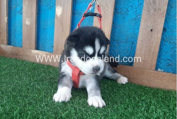 --husky-126_7