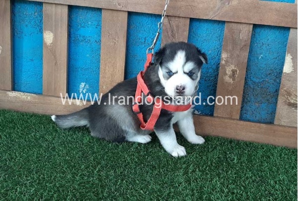 --husky-131_1
