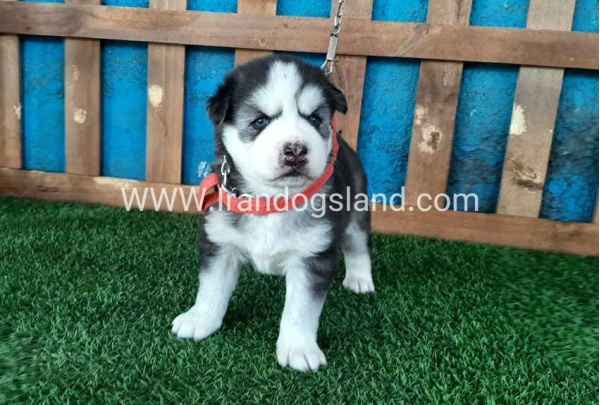 --husky-131_10