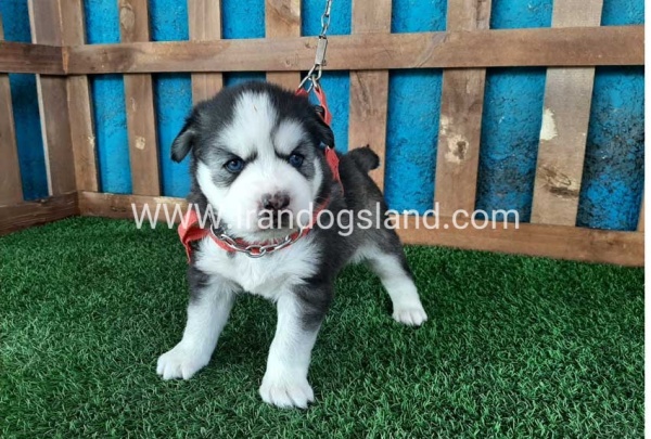 --husky-131_11
