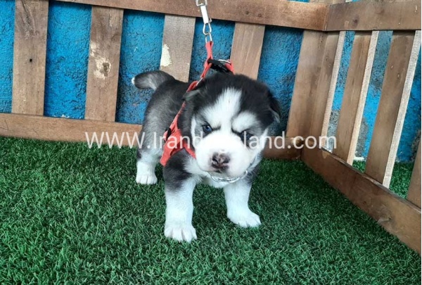 --husky-131_5