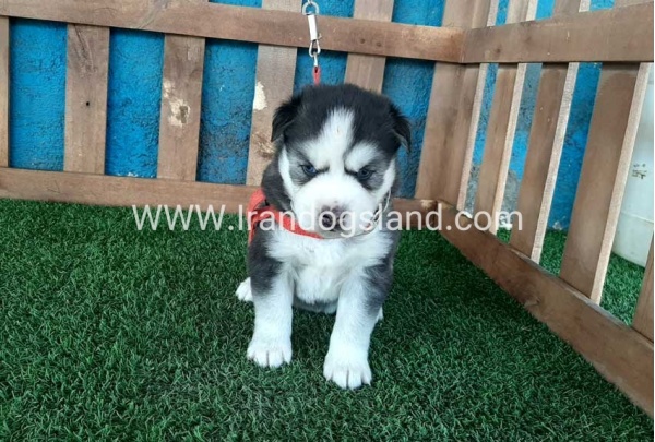 --husky-131_6