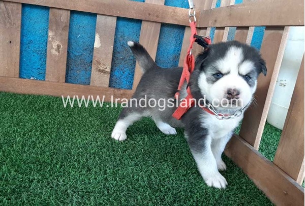 --husky-131_8