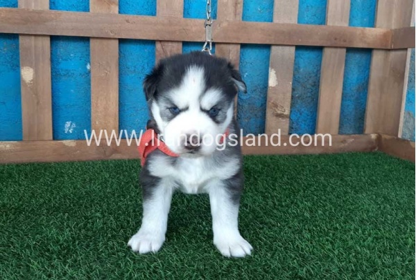 --husky-131_9