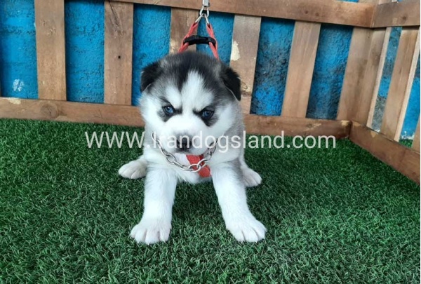 --husky-132_1