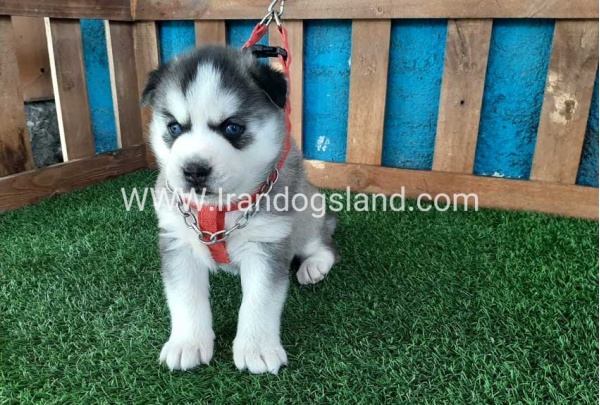 --husky-132_10