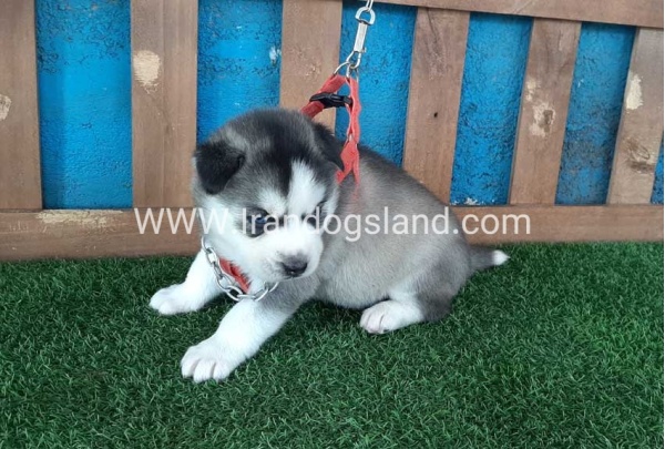 --husky-132_11