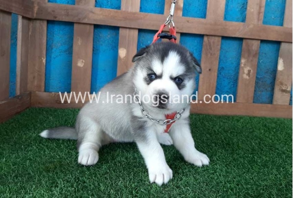 --husky-132_12