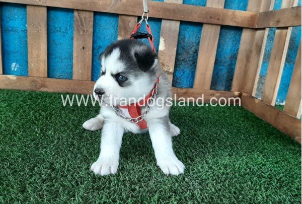 --husky-132_2