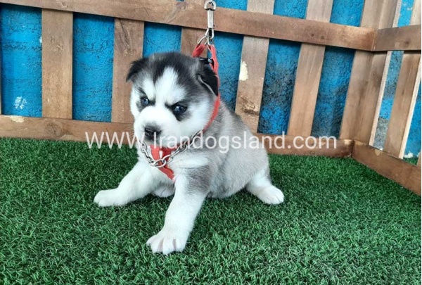 --husky-132_3