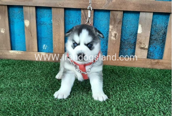 --husky-132_4