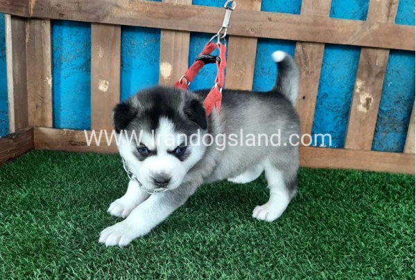 --husky-132_5