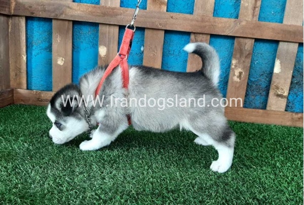 --husky-132_6