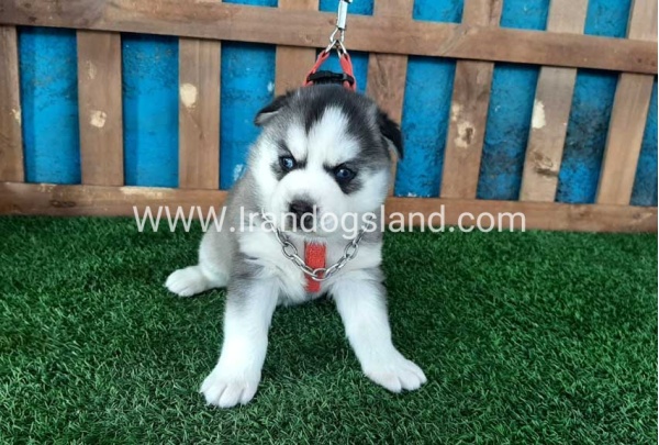 --husky-132_7