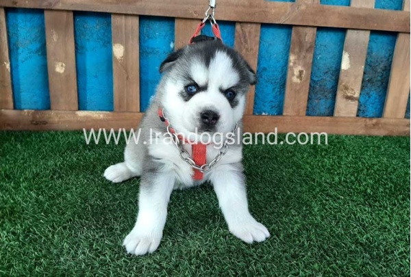 --husky-132_8