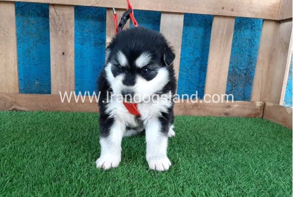 --husky-135_1