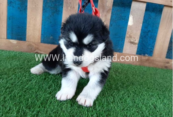 --husky-135_10