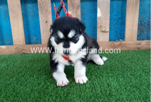 --husky-135_3