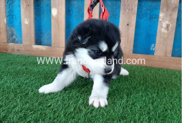 --husky-135_6