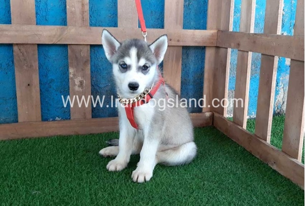 --husky-144_1