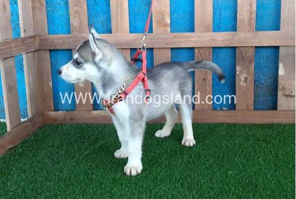 --husky-144_10