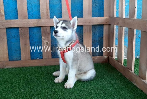 --husky-144_11