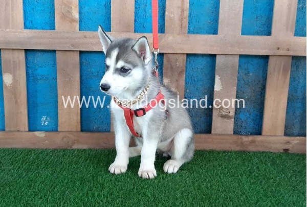 --husky-144_2