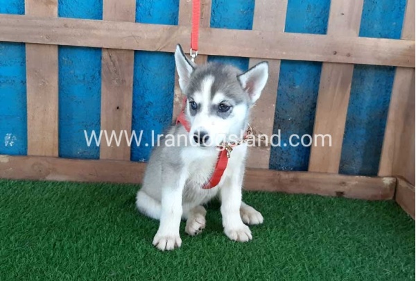 --husky-144_3