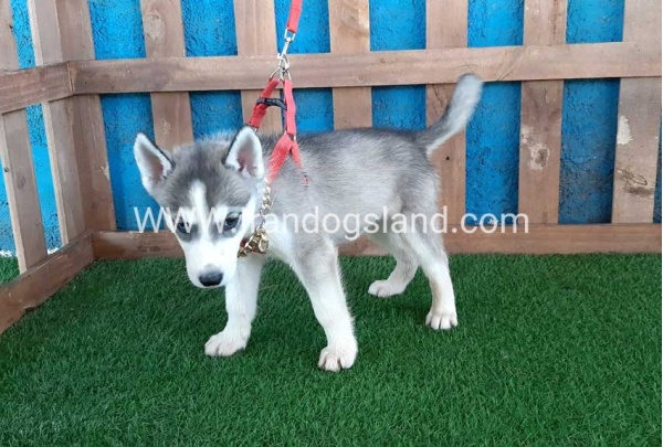 --husky-144_4