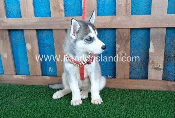 --husky-144_5