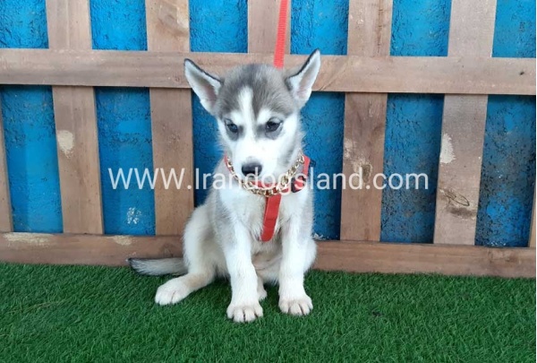 --husky-144_6