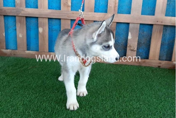 --husky-144_7