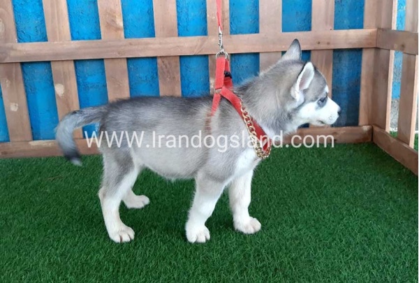 --husky-144_8