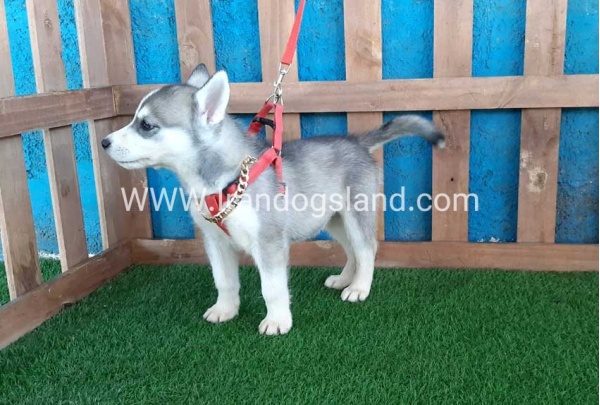 --husky-144_9