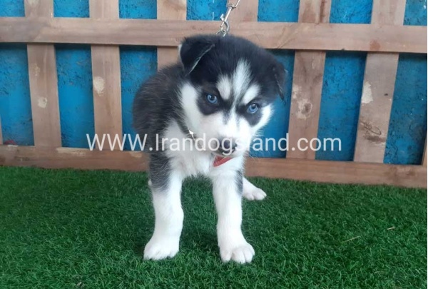 --husky-152_1