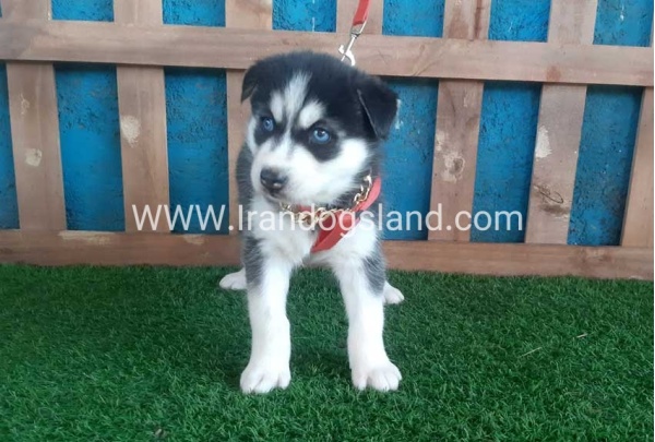 --husky-152_10