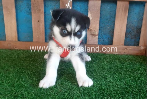 --husky-152_2