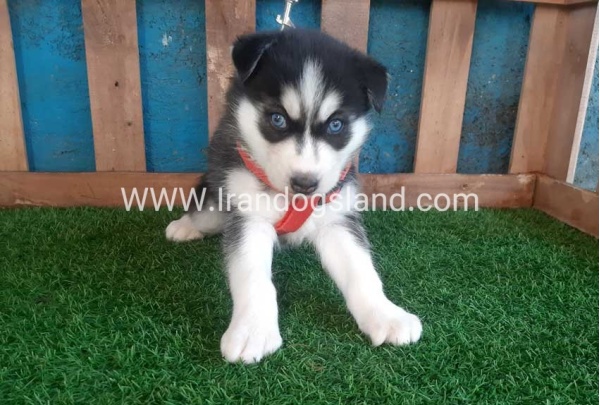 --husky-152_3