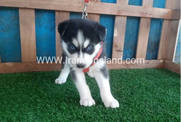 --husky-152_4