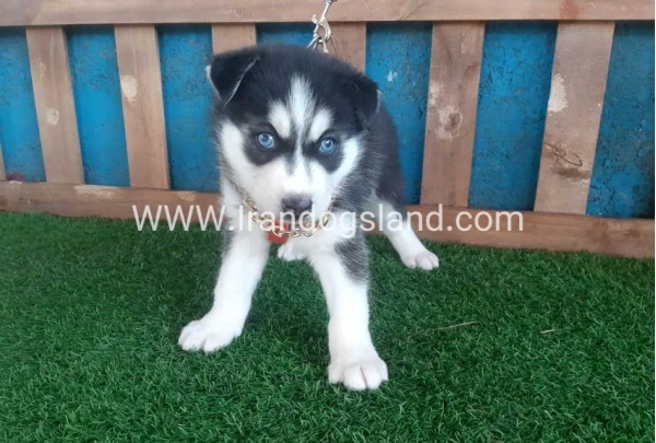 --husky-152_5