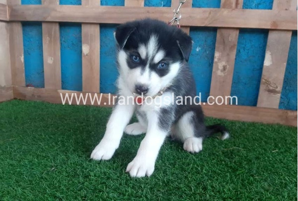 --husky-152_6