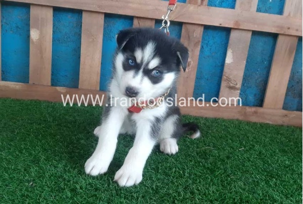 --husky-152_7