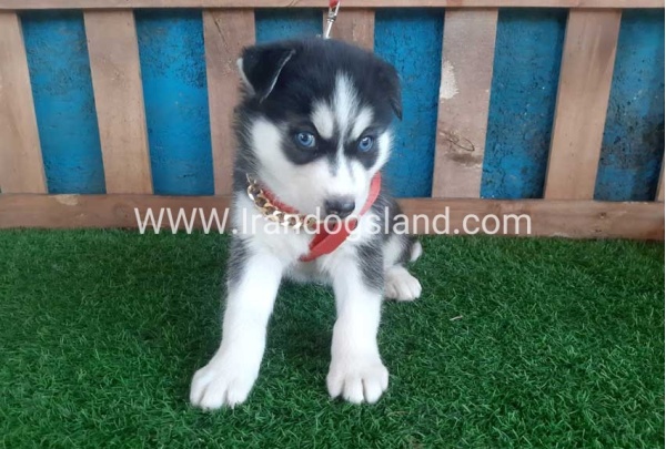 --husky-152_8