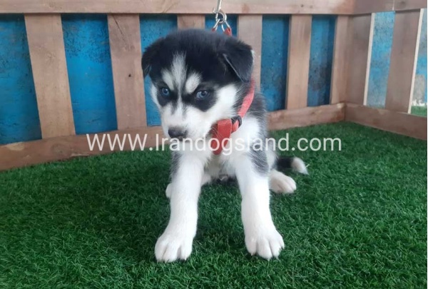 --husky-152_9