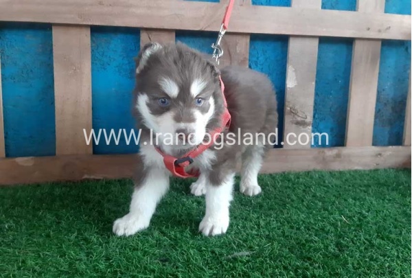 --husky-156_10